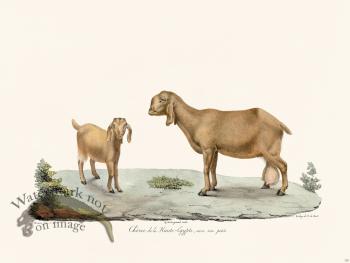 Cuvier 150 Hour of Upper Egypt